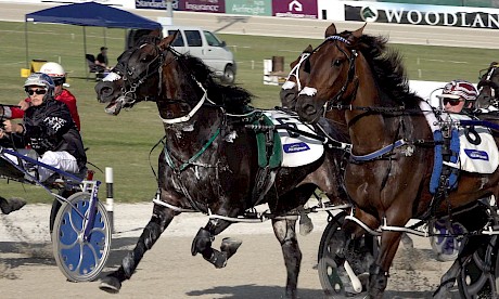 Line Up, centre, charges out of the gate at Auckland in the Sales Series Final at Auckland.