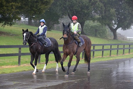 Lincoln Thunder walks in front of Lincoln Springs after a morning trackwork session at Pukekohe. PHOTO: Trish Dunell.