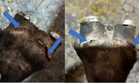 The arrows point to the four infections that burst out of Northview Hustler’s front feet before he raced on Saturday night.