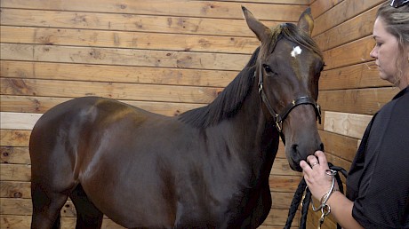 This Bettor’s Delight colt out of Holly Madison oozed class, said trainer Ray Green.