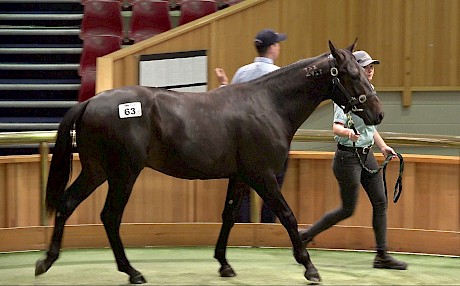 Everyone was chasing Maxim’s brother who made $200,000, John Street overpowering top trainer Barry Purdon.