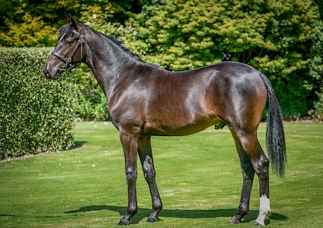 Lot 318 is a half brother to Lincoln Farms’ Captain Nemo.