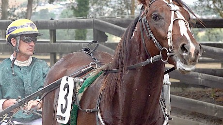 David Butcher gets the feel of American Dealer whom he drives on debut on Friday night.