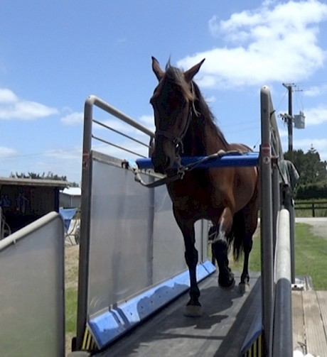 Trainers with treadmills cannot exercise horses on the track.