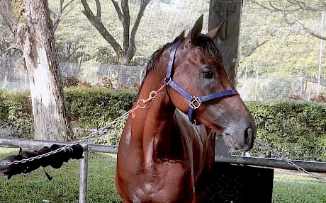 Cru Bourgeois after his morning session on the treadmill.