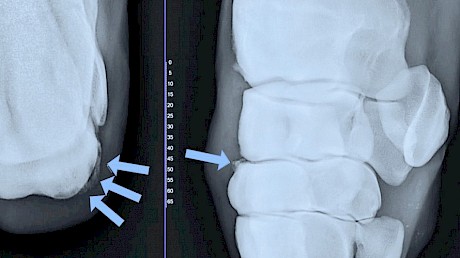 X-rays of Lincoln Sky’s right knee showed degeneration and fragmentation of the third carpal bone.