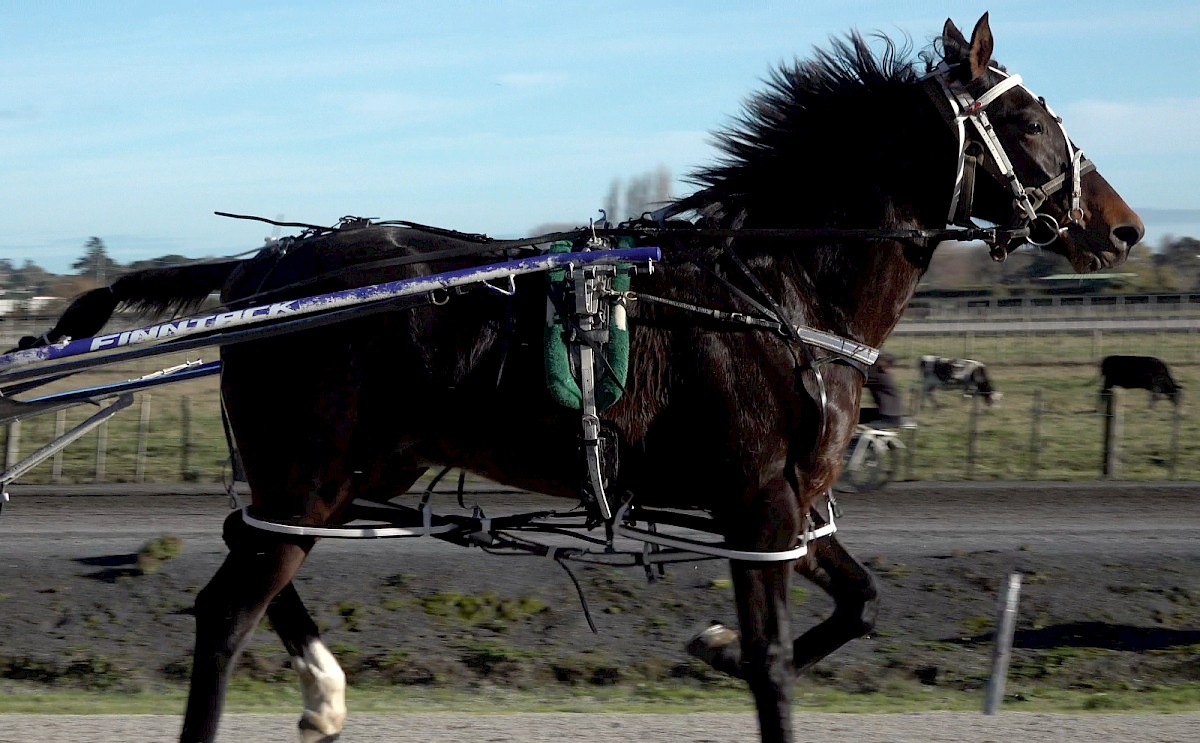 Toe The Line (Retired)