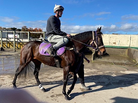 Shaun Fannin goes out today on impressive Levin jumpout winner Platinum Rapper.