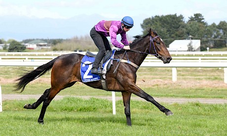Lincoln Town comes into Friday’s race at Wanganui with a trial win under his belt. PHOTO: Royden Williams.