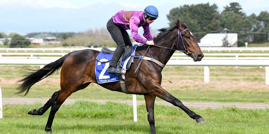 Lincoln Town comes into Friday’s race at Wanganui with a trial win under his belt. PHOTO: Royden Williams.