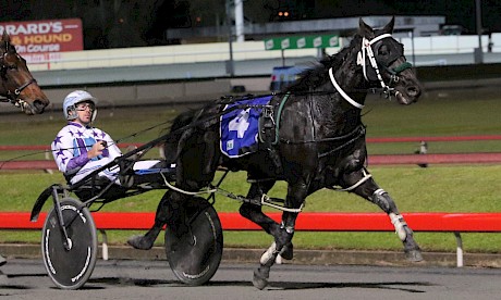 With two runs under his belt, Northview Hustler will strip fit for Saturday night at Albion Park. PHOTO: Dan Costello.