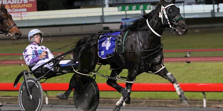 With two runs under his belt, Northview Hustler will strip fit for Saturday night at Albion Park. PHOTO: Dan Costello.