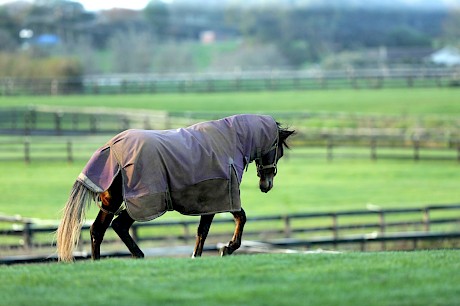 American Dealer enjoying his paddock time at Lincoln Farms. PHOTO: Trish Dunell.