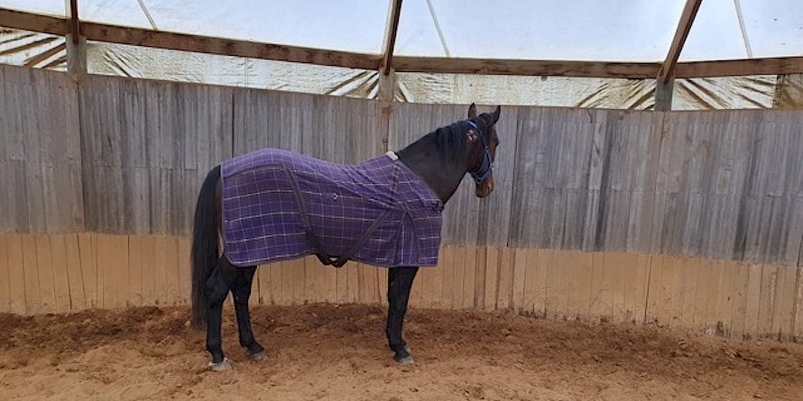 Sir Lincoln under cover, out of the rain, after arriving in Tasmania.