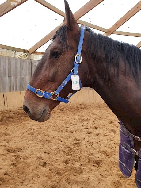 Sir Lincoln … settling in to his new home in Tasmania.