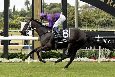 Platinum Invador shows his staying prowess winning the City Of Auckland Cup.