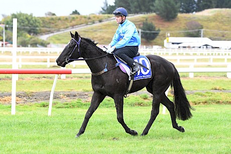 Lincoln’s Kruz … talented galloper looking for reasonable footing. PHOTO: Race Images.