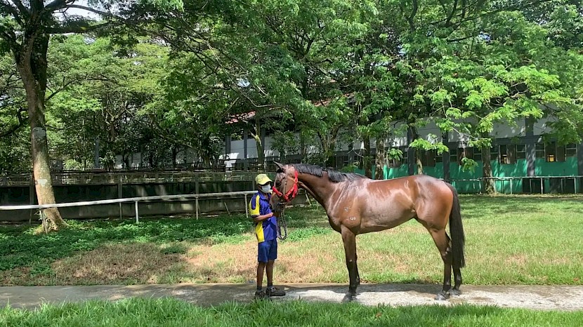 Miracle Time, pictured this week, in fantastic condition, says trainer Stephen Gray.