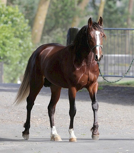 American Dealer … natural colt hormones a help. PHOTO: Trish Dunell.