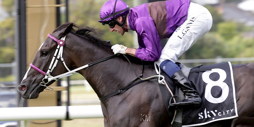 Platinum Invador is expected to need further than tonight’s 2040 metres at Moonee Valley.