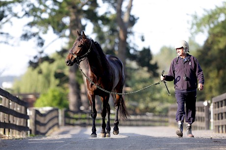 Trainer Ray Green wth Bondi Shake. PHOTO: Trish Dunell.