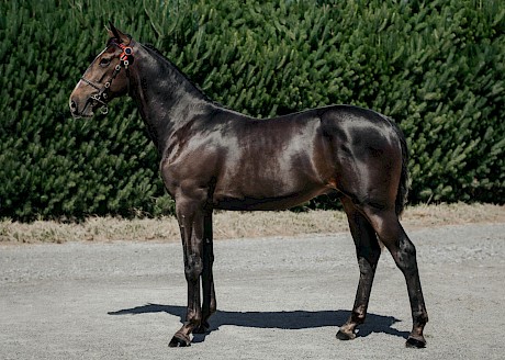 What Apieceoflou looked like as a yearling when sold by Noel Kennard and Pembrook Park.