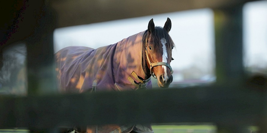 It took American Dealer a few days to settle in at West Melton but he’s picked up well now. PHOTO: Trish Dunell.