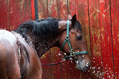Copy That enjoys a hose down after his career best win. PHOTO: Ajay Berry/Race Images.