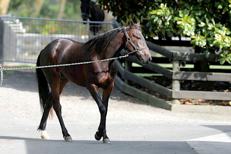 Little Themightyserina has needed time to strengthen. PHOTO: Trish Dunell.