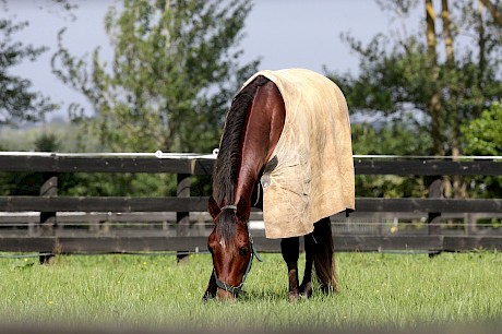 You’d never know from looking at him in the paddock but Copy That was a real handful early on. PHOTO: Trish Dunell.