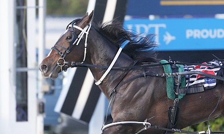 Apieceoflou just needs a reasonable trip from the second row to be hard to beat at Auckland on Friday night. PHOTO: Trish Dunell.