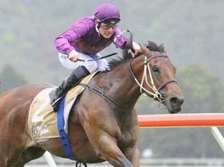 A bad squeeze in the run home cost Lincoln Raider a win last start, according to rider Jonathan Riddell. PHOTO: Peter Rubery/Race Images.