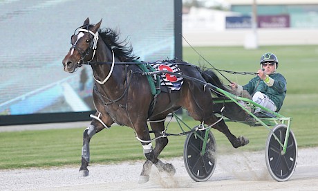 Apieceoflou looks the one to beat in the second race at Alexandra Park on Friday night. PHOTO: Trish Dunell.