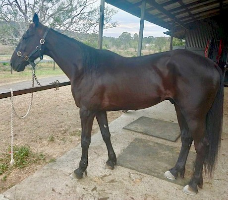 Northview Hustler at his Marburg stable today, coat as “black as black with dapples.”