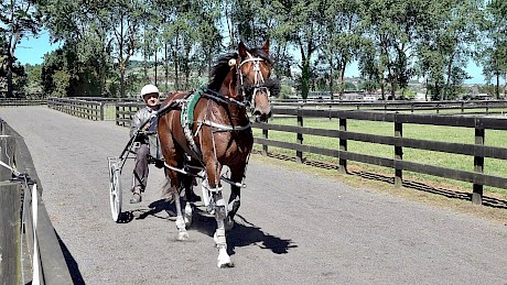 Ray Green brings Copy That back to the barn today at Lincoln Farms.