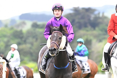 Jonathan Riddell brings Lincoln Star back after his win at Otaki on December 5. PHOTO: Peter Rubery/Race Images.