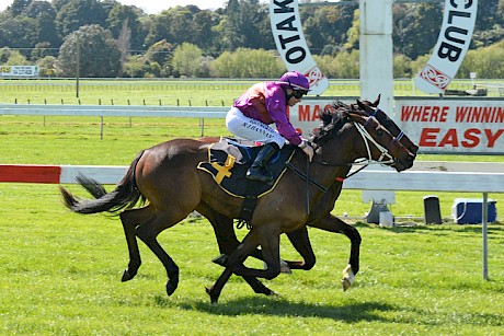 Platinum Dubai scores on debut at Otaki, with the riderless Piaggio inside her. PHOTO: Peter Rubery/Race Images.