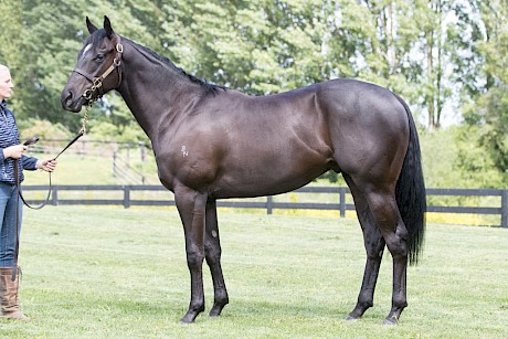 Lincoln’s Kruz came with a $150,000 price tag at the ready-to-run sale because of his stunning looks.