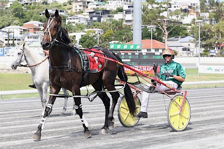 Bondi Shake … two wins and three seconds from six starts in Brisbane. PHOTO: Dan Costello.