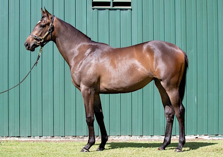 How Platinum Petals looked as a yearling when offered by Rich Hill Stud.
