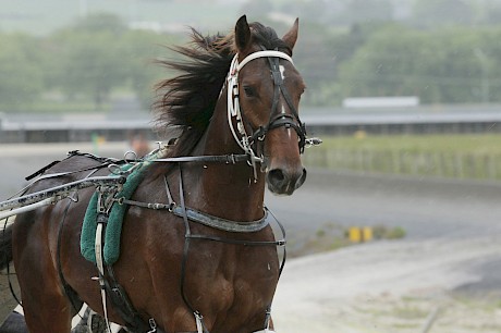 American Dealer’s half brother Sugar Apple is showing promise and is now fully subscribed. PHOTO: Trish Dunell.