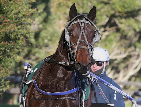 Major Grace just needs some luck from a sticky gate. PHOTO: Trish Dunell.