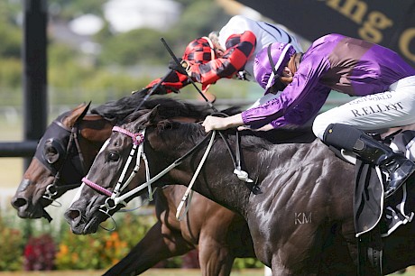 Platinum Invador pipped by Savy Yong Blonk in the City of Auckland Cup. PHOTO: Trish Dunell.