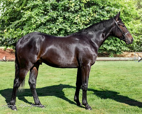 Lot 200, an American Ideal - Queen Of The Crop colt cost $32,500.