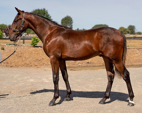 Lot 271, an Art Major colt out of Atom Queen, cost $30,000.