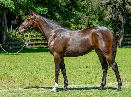 Green fell in love with this Vincent filly out of Arden’s Rockstar.