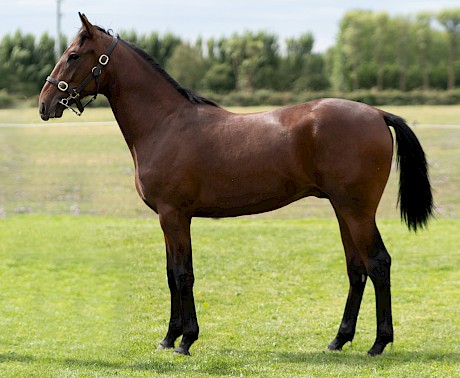 This Art Major - Delight Me colt cost $60,000.