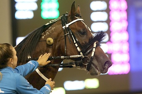 Copy That after his 17th win in the City Of Auckland Free-for-all.