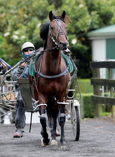 Arden’s Horizon had no chance on debut having to drag a punctured tyre for most of the race. PHOTO: Trish Dunell.