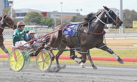 Man Of Action has gate speed but won’t try to cross the pole runner on Saturday night. PHOTO: Dan Costello.